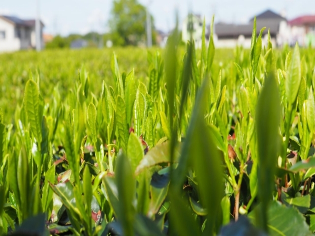 埼玉県の風景：狭山茶